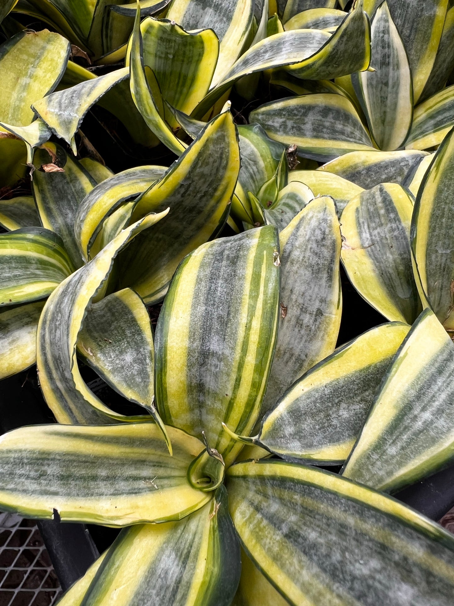 Snake Dwarf Plant / Hahnii