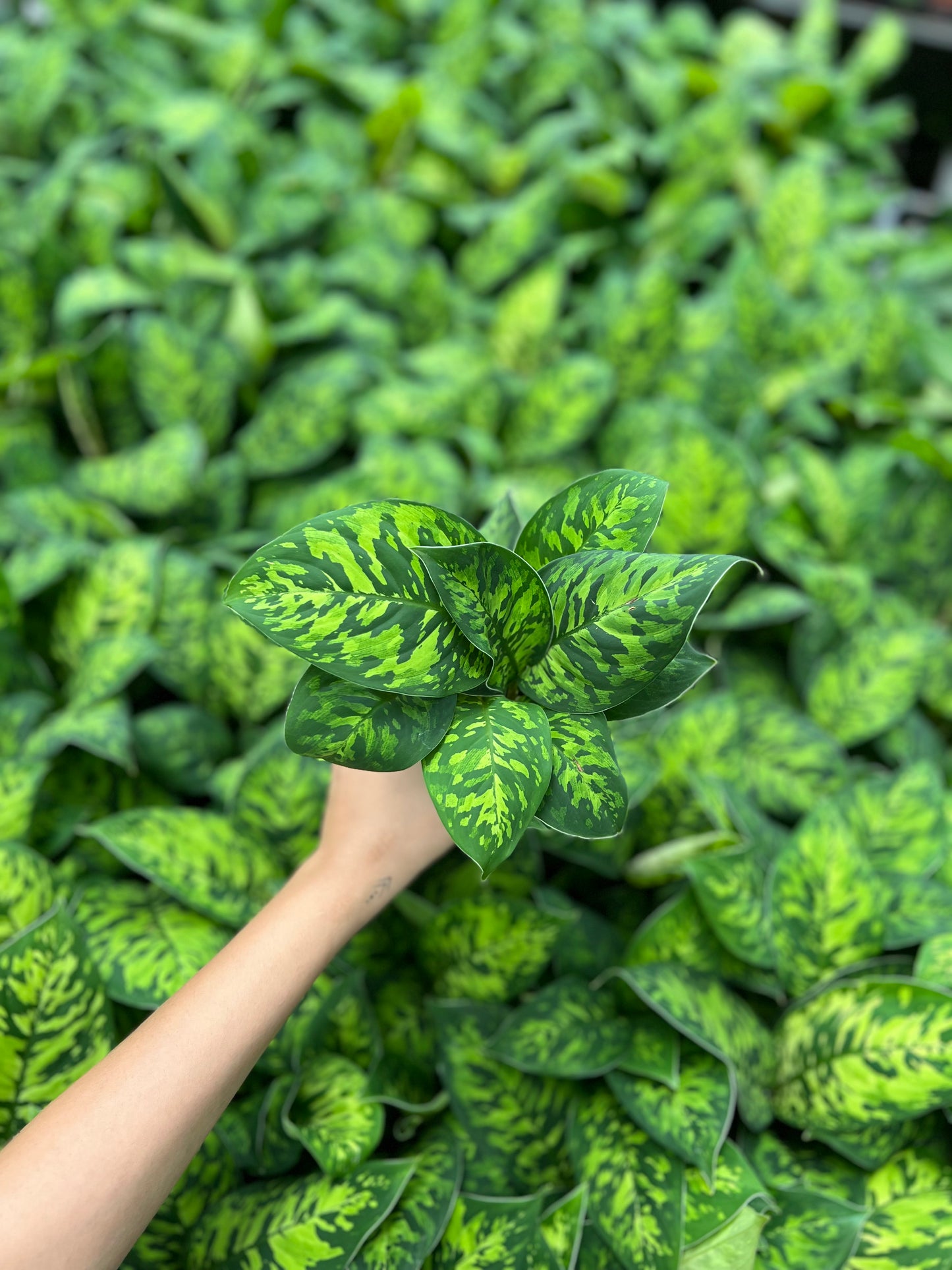 Dieffenbachia Cheetah
