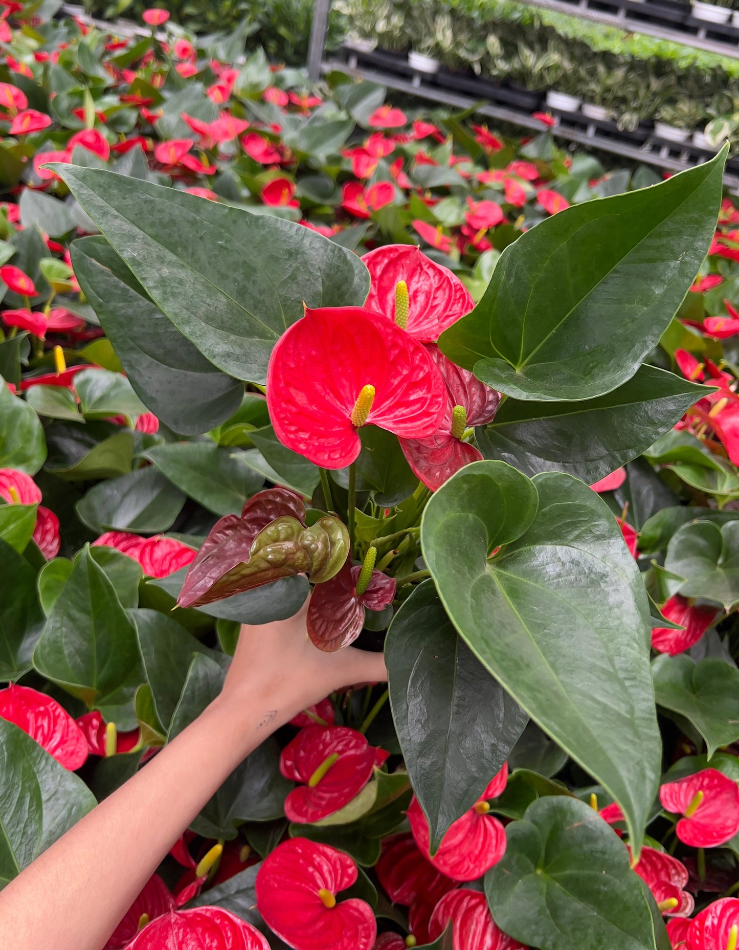 Red Anthurium