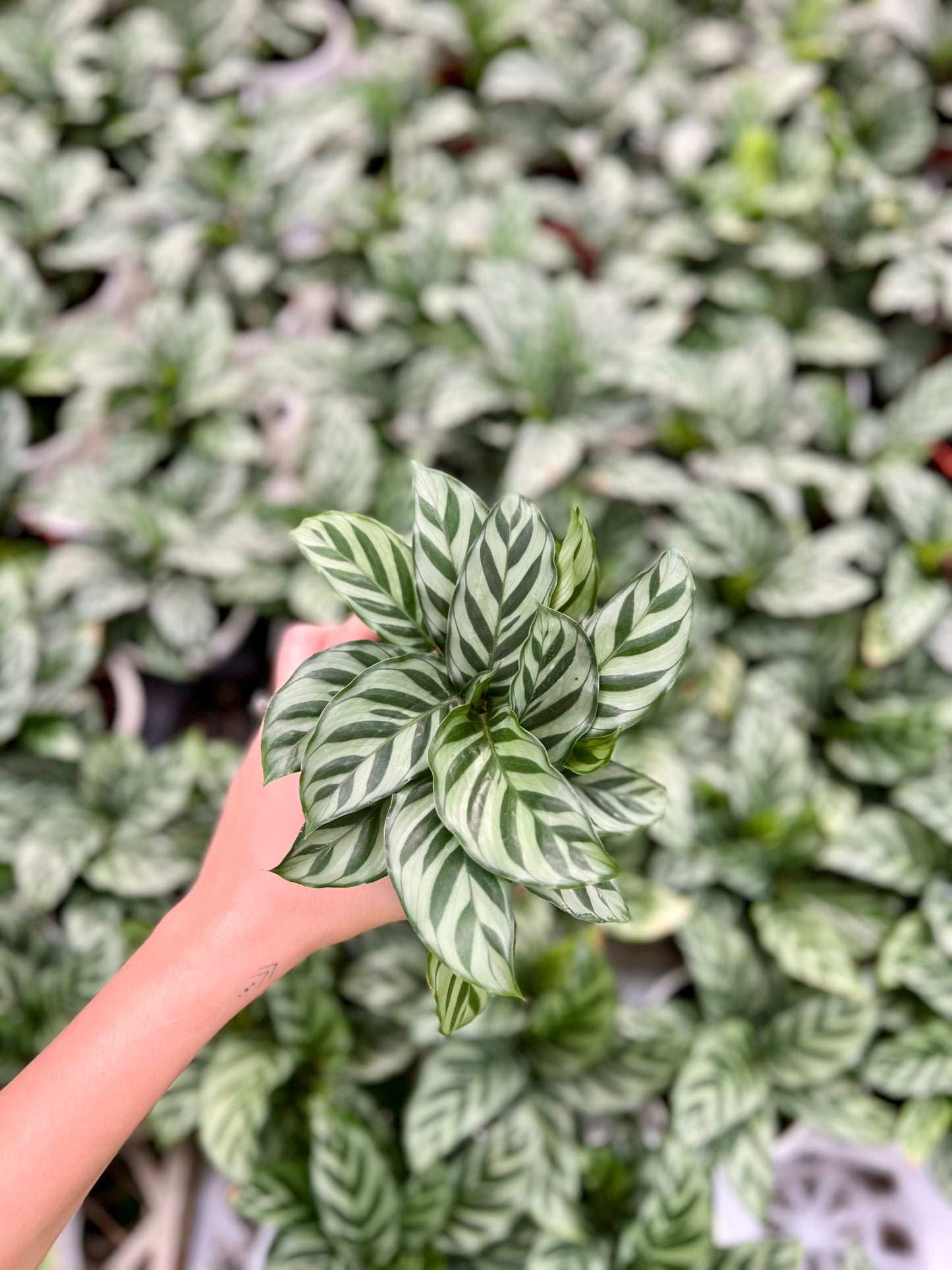Calathea Freddie