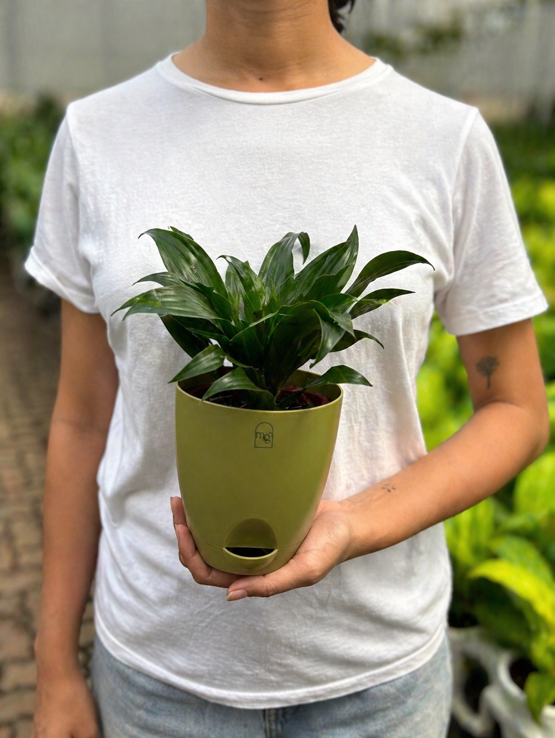 Dracena Fragans