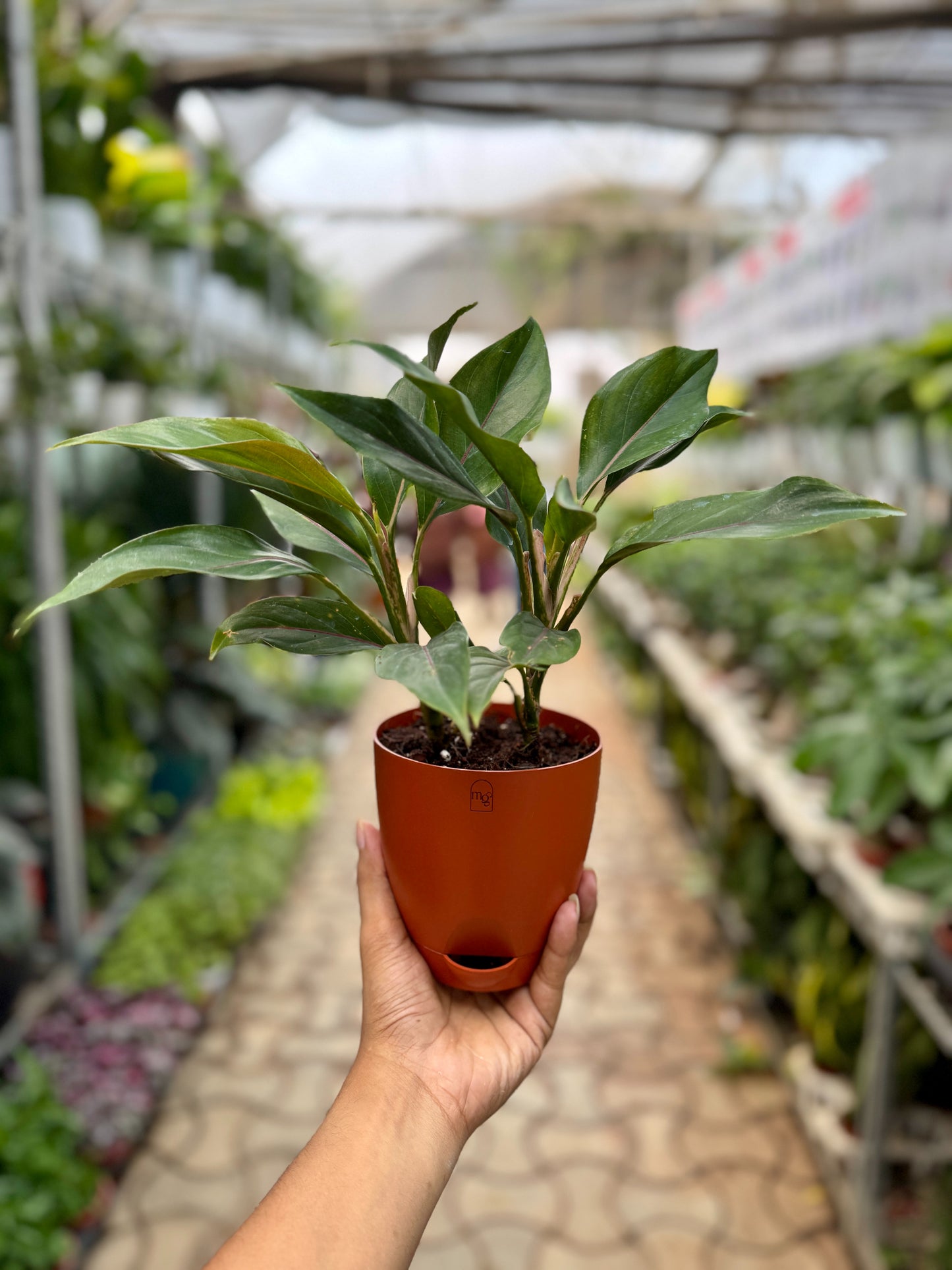 Aglaonema Black Lipstick