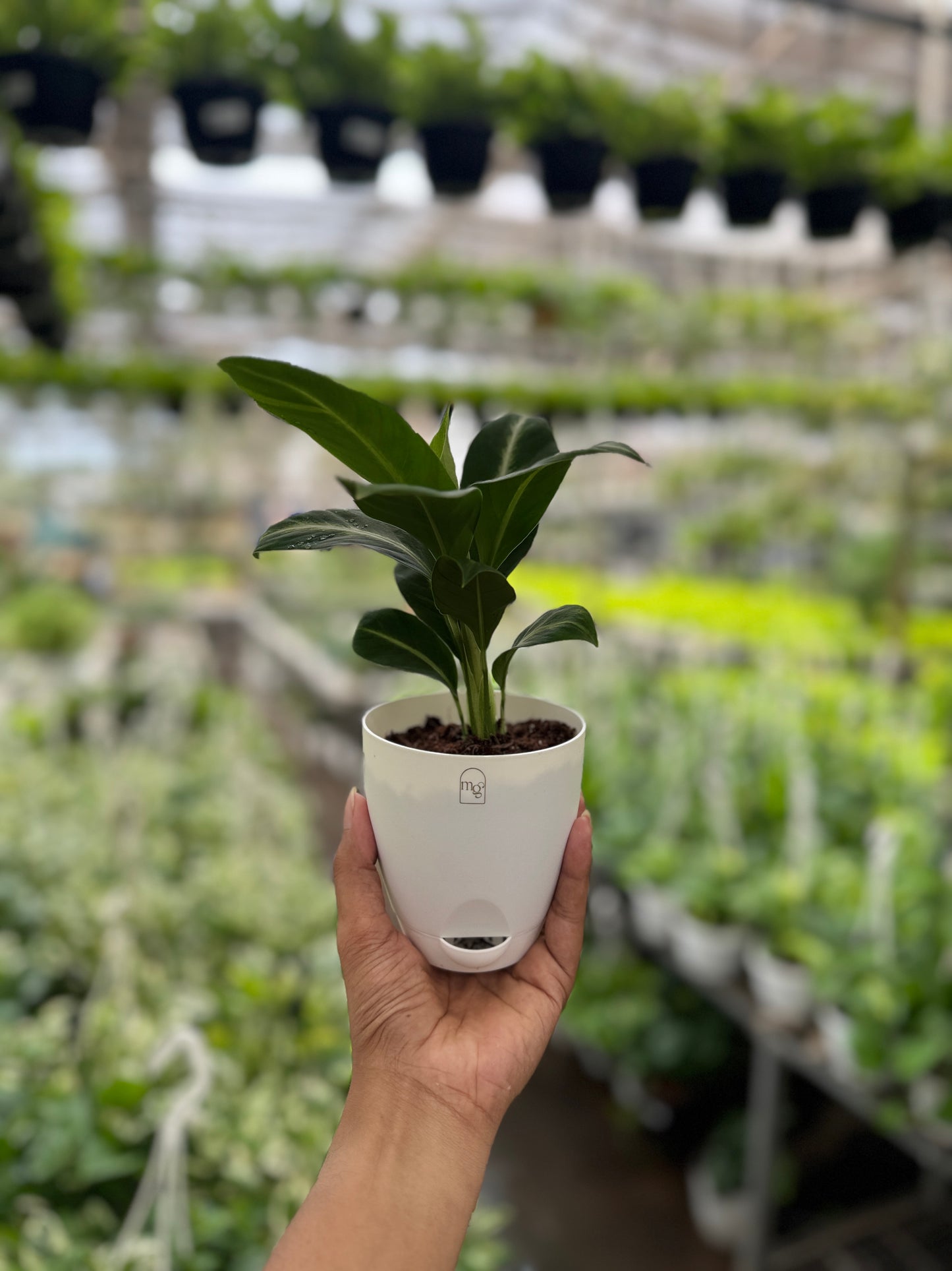 Spathiphyllum silver streak