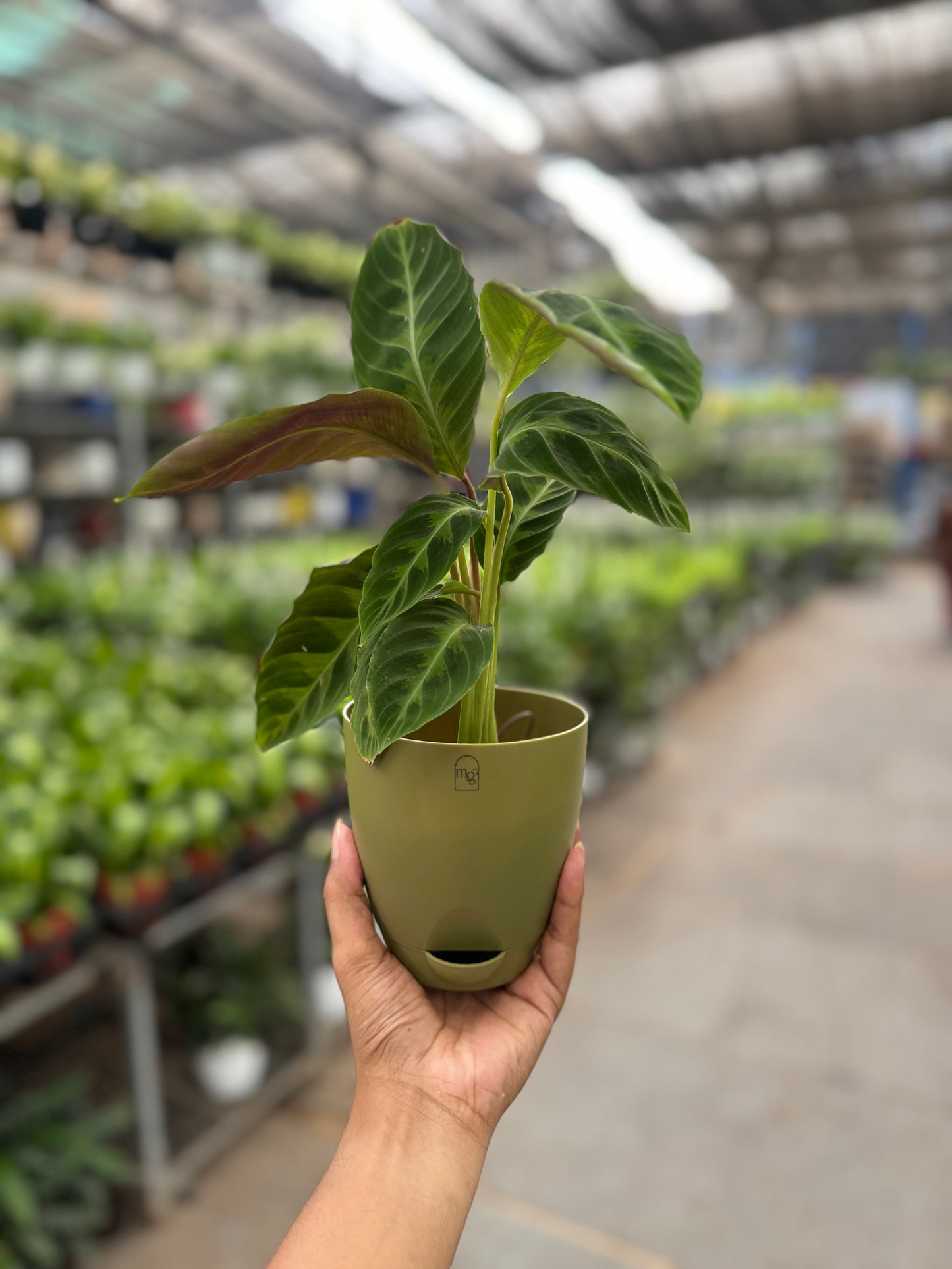 Calathea velvet jungle