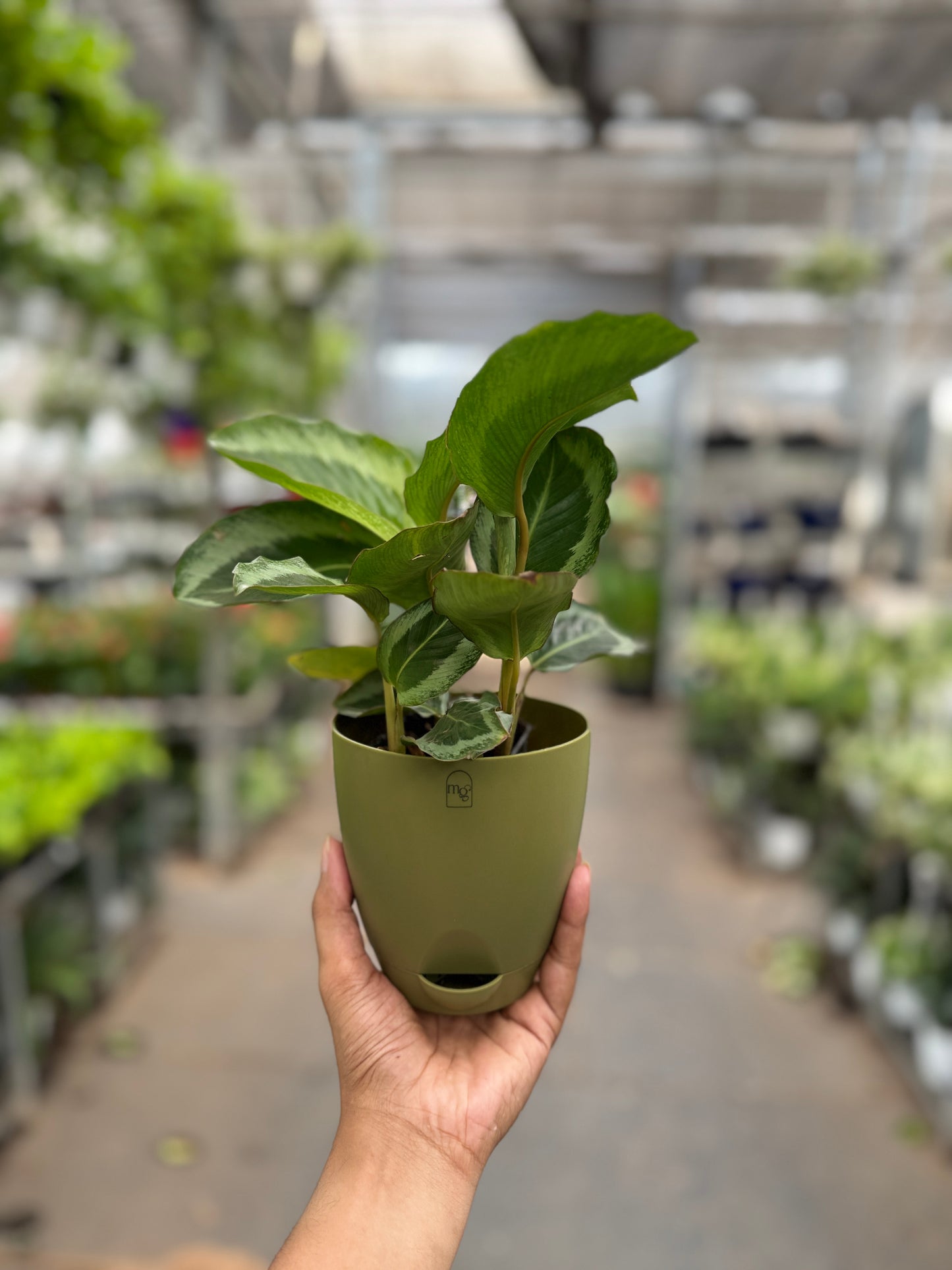 Calathea Bijoux Gecko