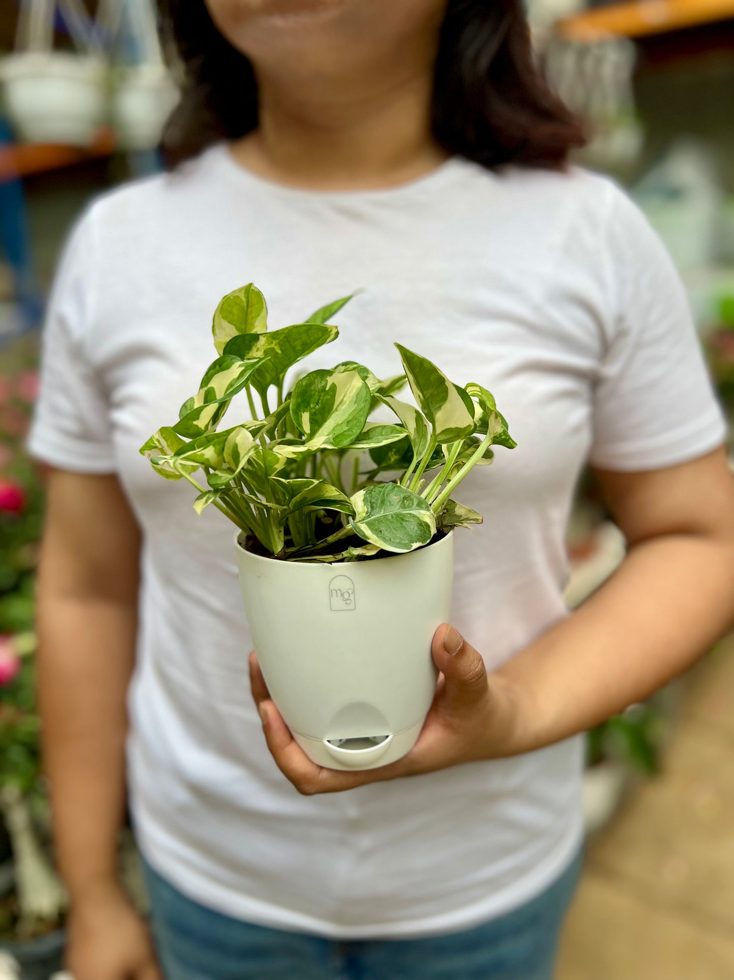 N'joy Pothos