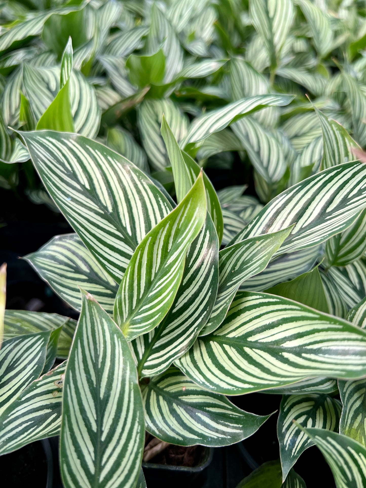 Calathea Viatta