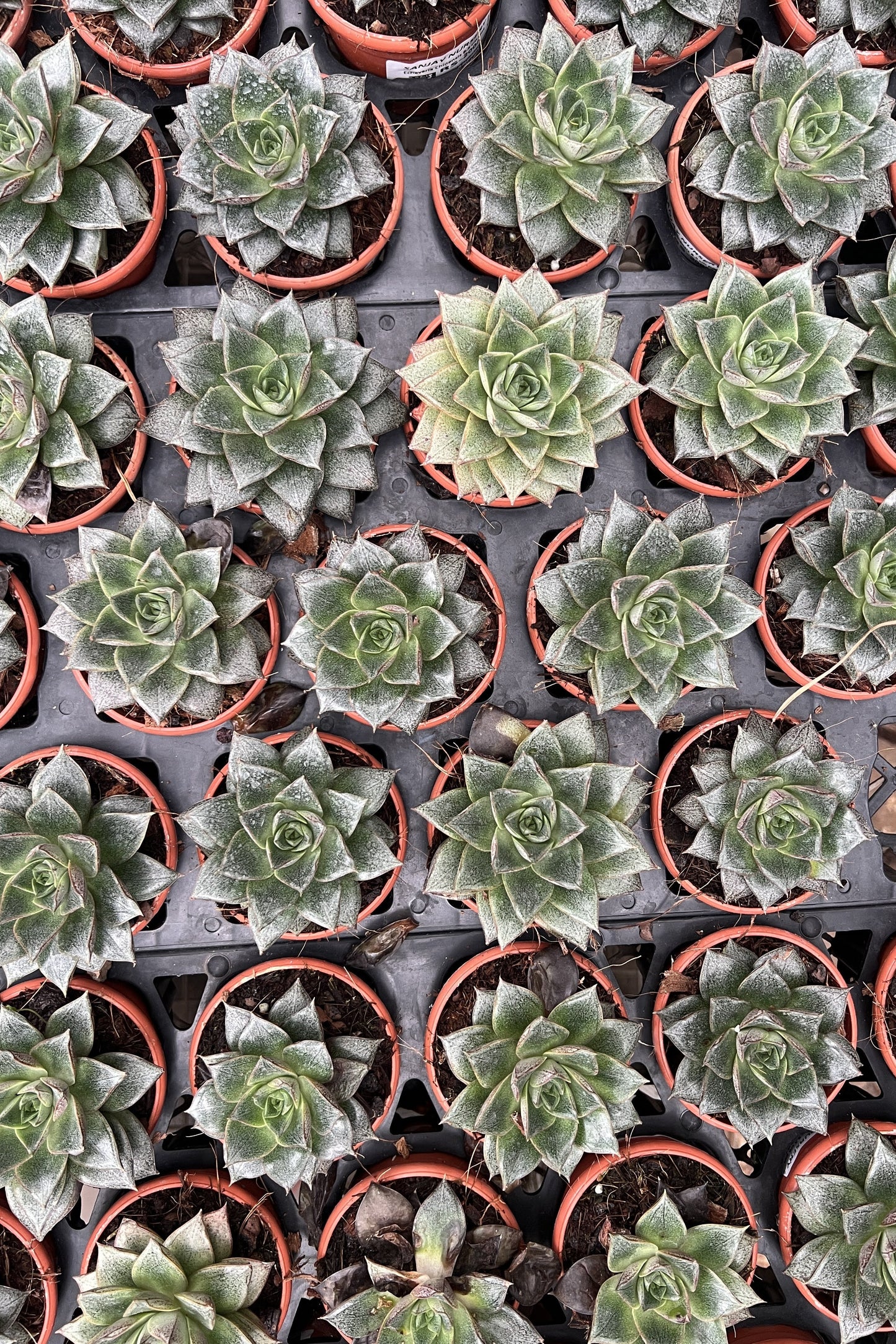 Echeveria Purpursoram