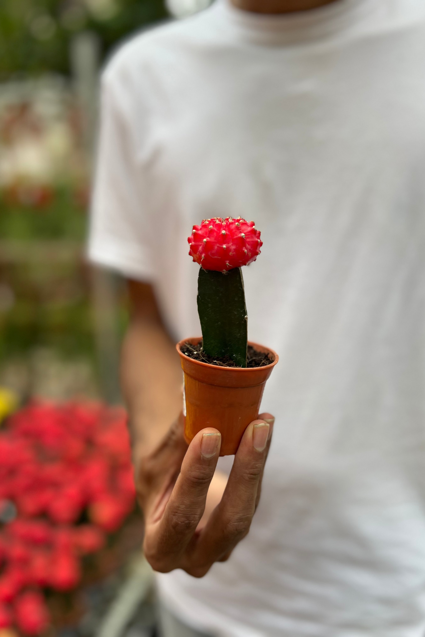 Moon Cactus (Red)