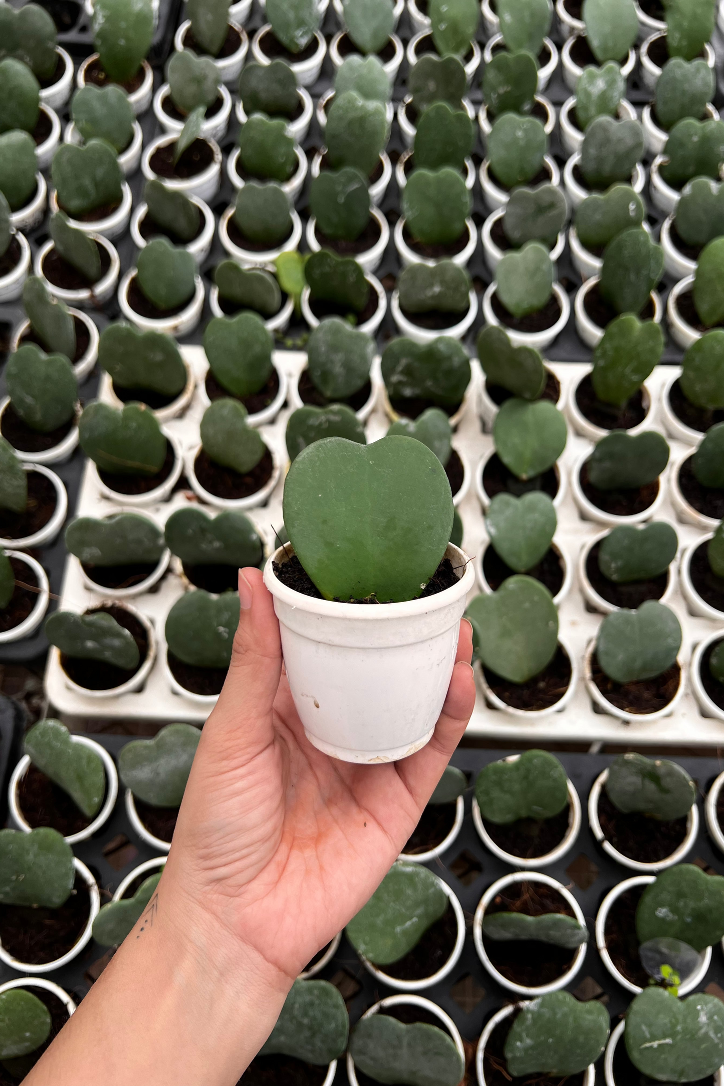Hoya Kerrii