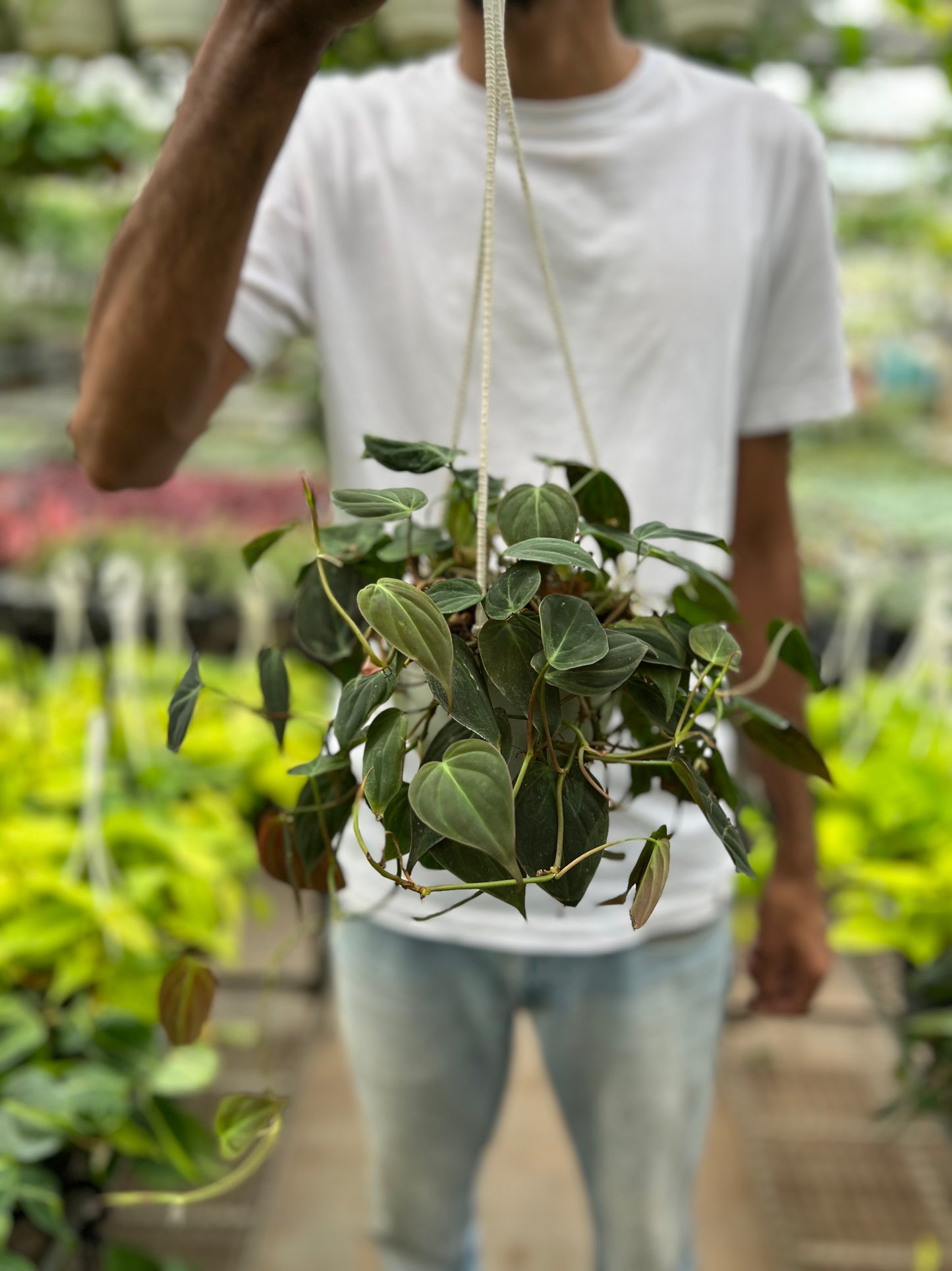 Philodendron Micans