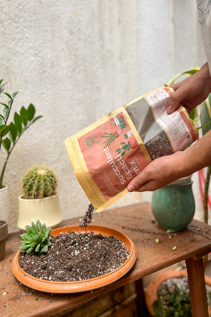 Succulent and Cacti mix