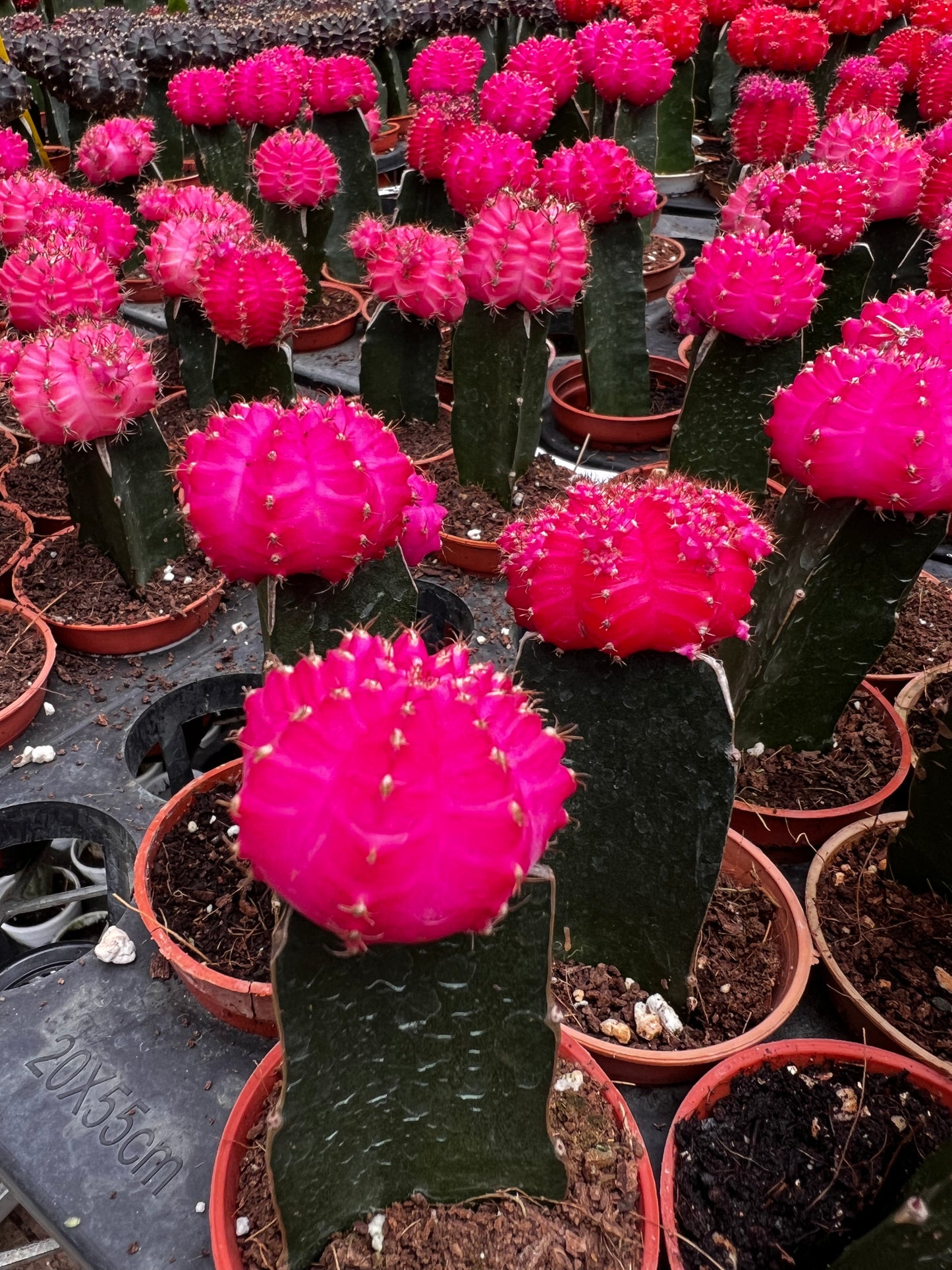 Moon Cactus ( Pink )