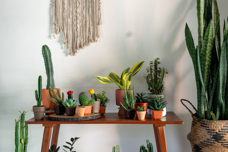 Succulent & Cacti