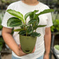 Calathea Bijoux Gecko