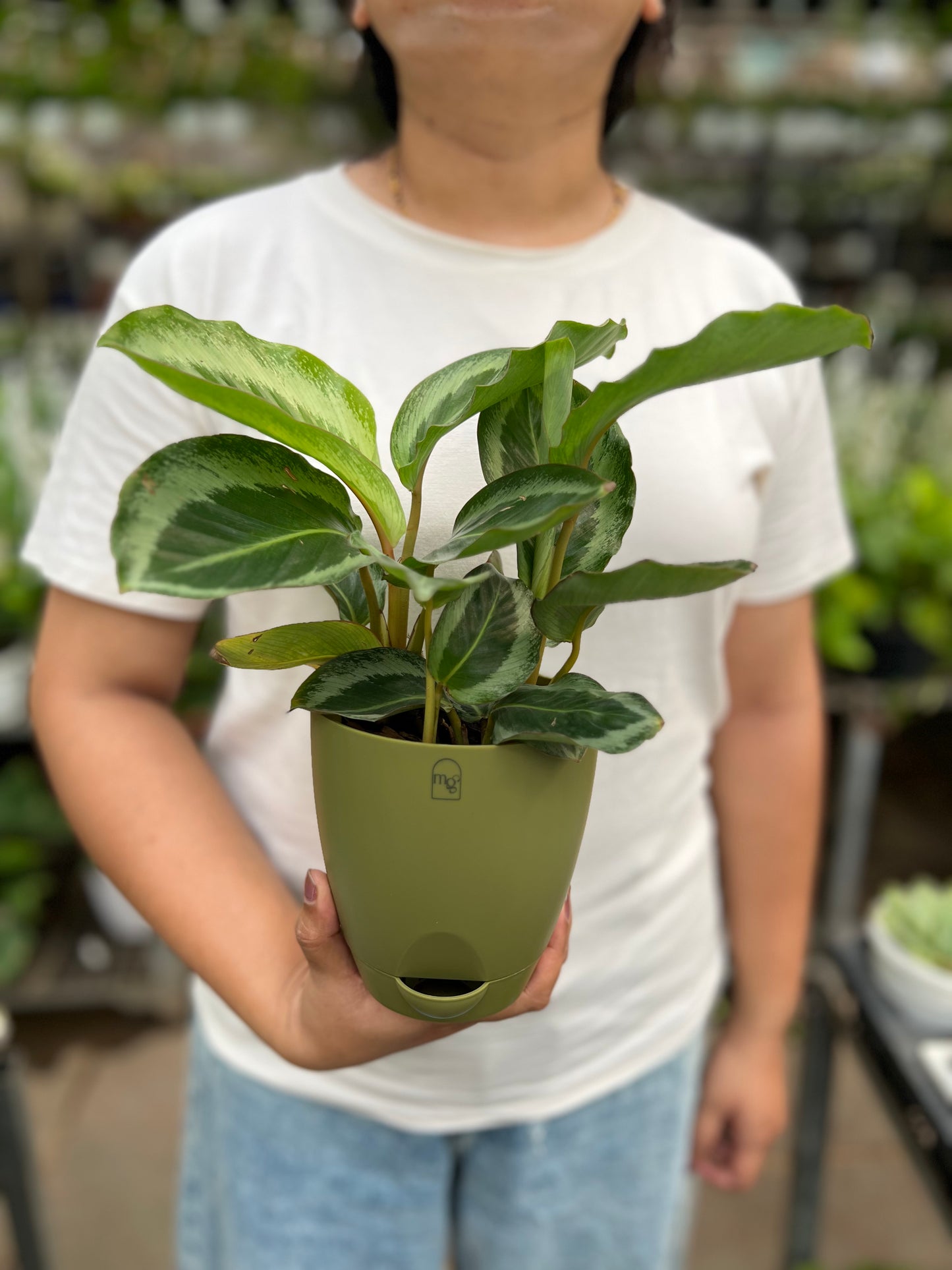 Calathea Bijoux Gecko
