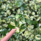 Marble Queen Pothos