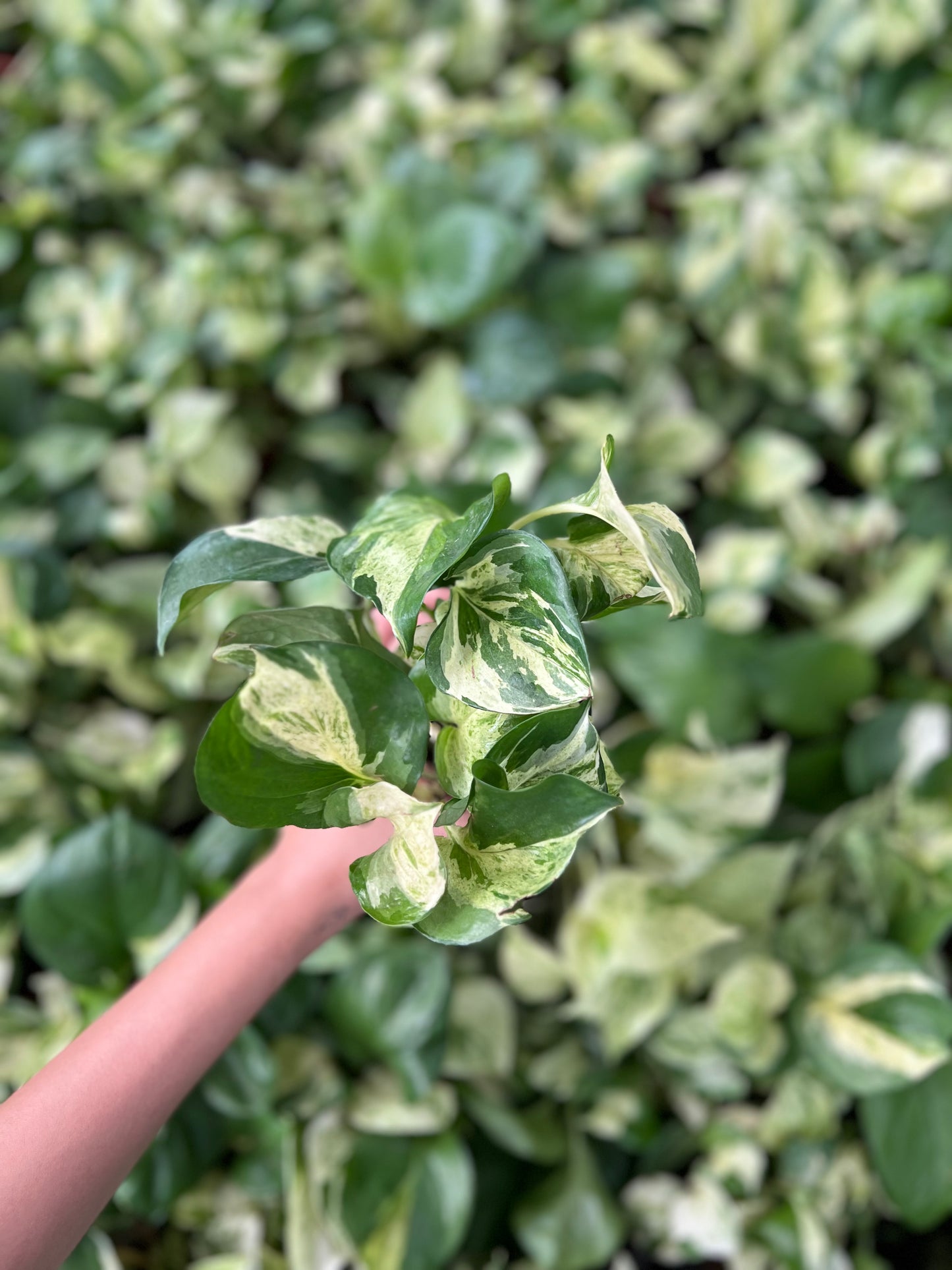 Marble Queen Pothos