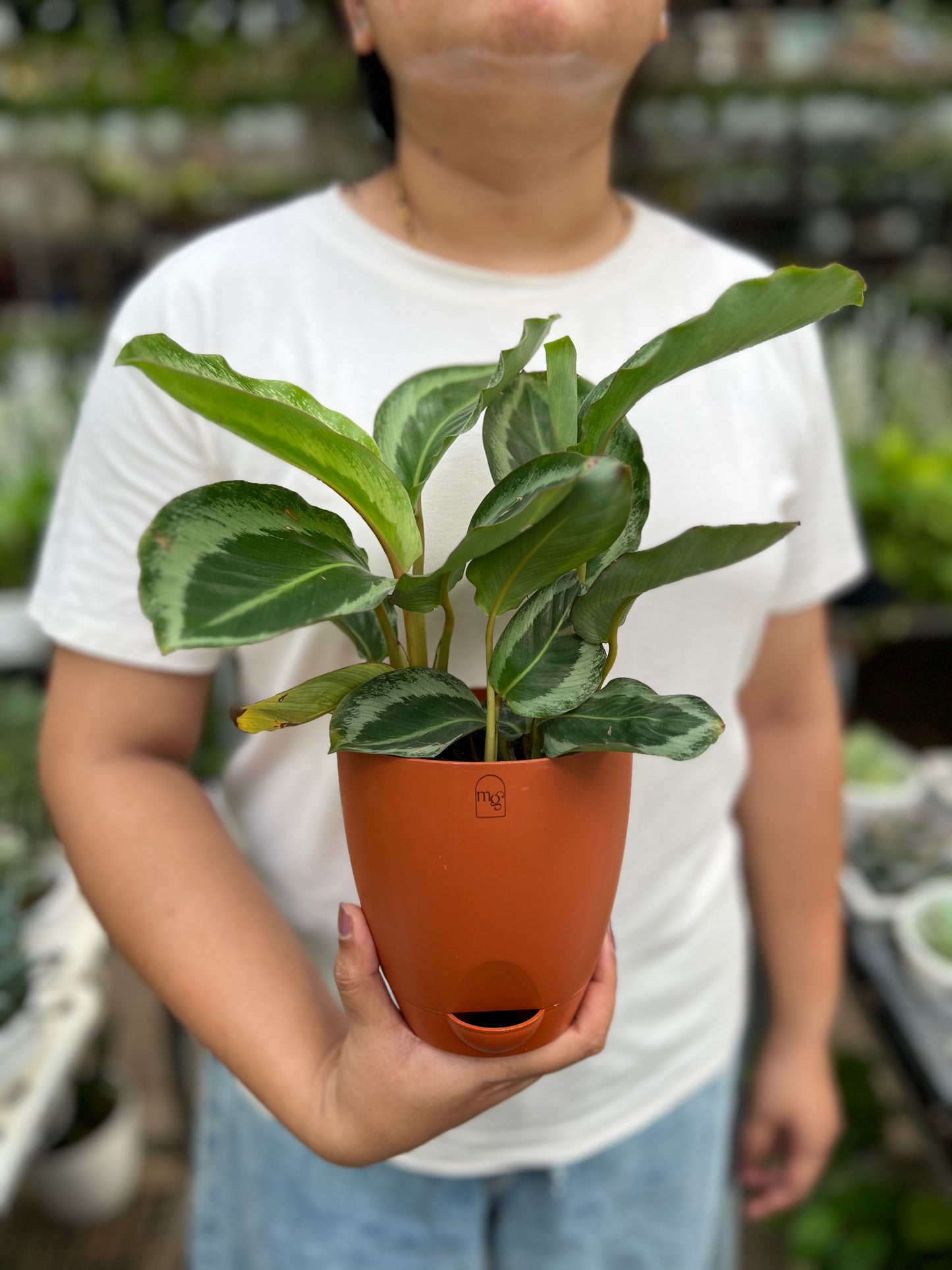 Calathea Bijoux Gecko