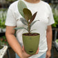 Rubber Tree