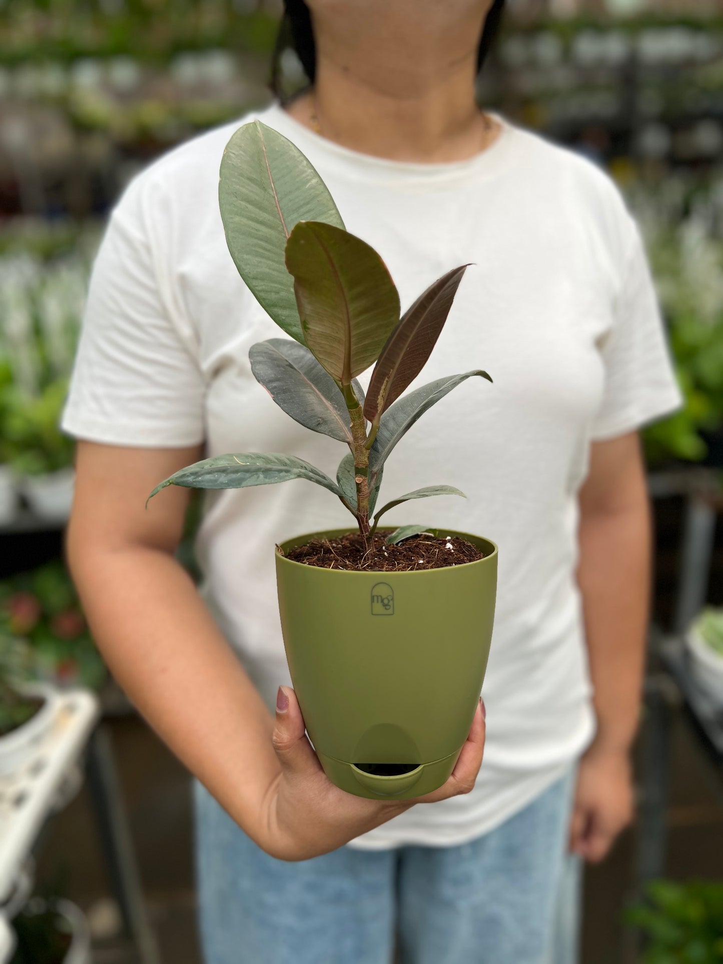 Rubber Tree