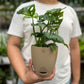 Swiss Cheese Plant
