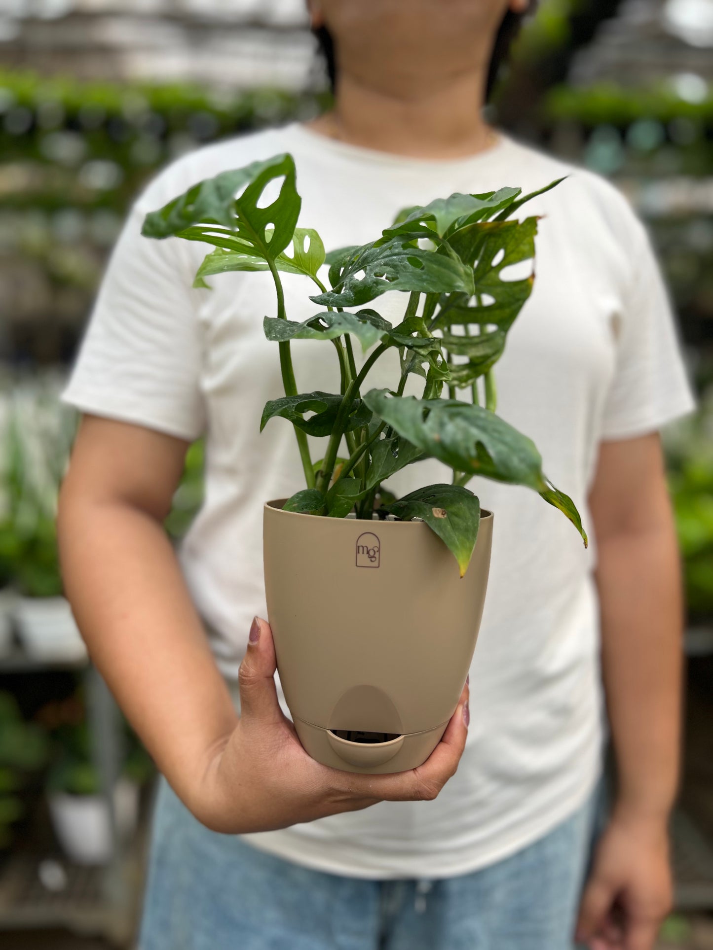 Swiss Cheese Plant