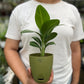 Spathiphyllum silver streak