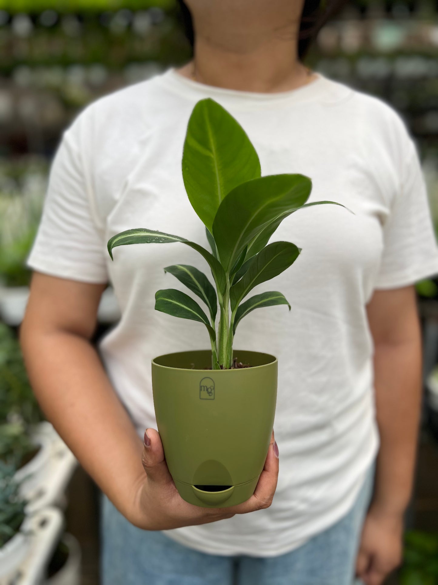 Spathiphyllum silver streak