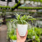 Spider Plant