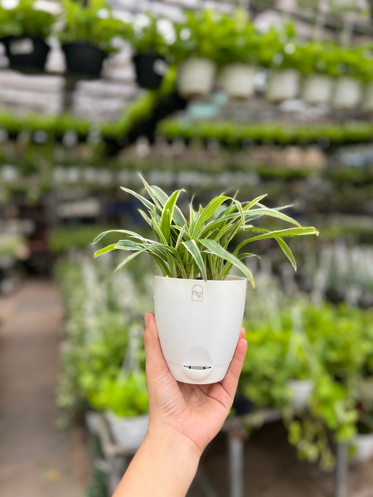 Spider Plant