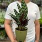 Calathea Furry Feather
