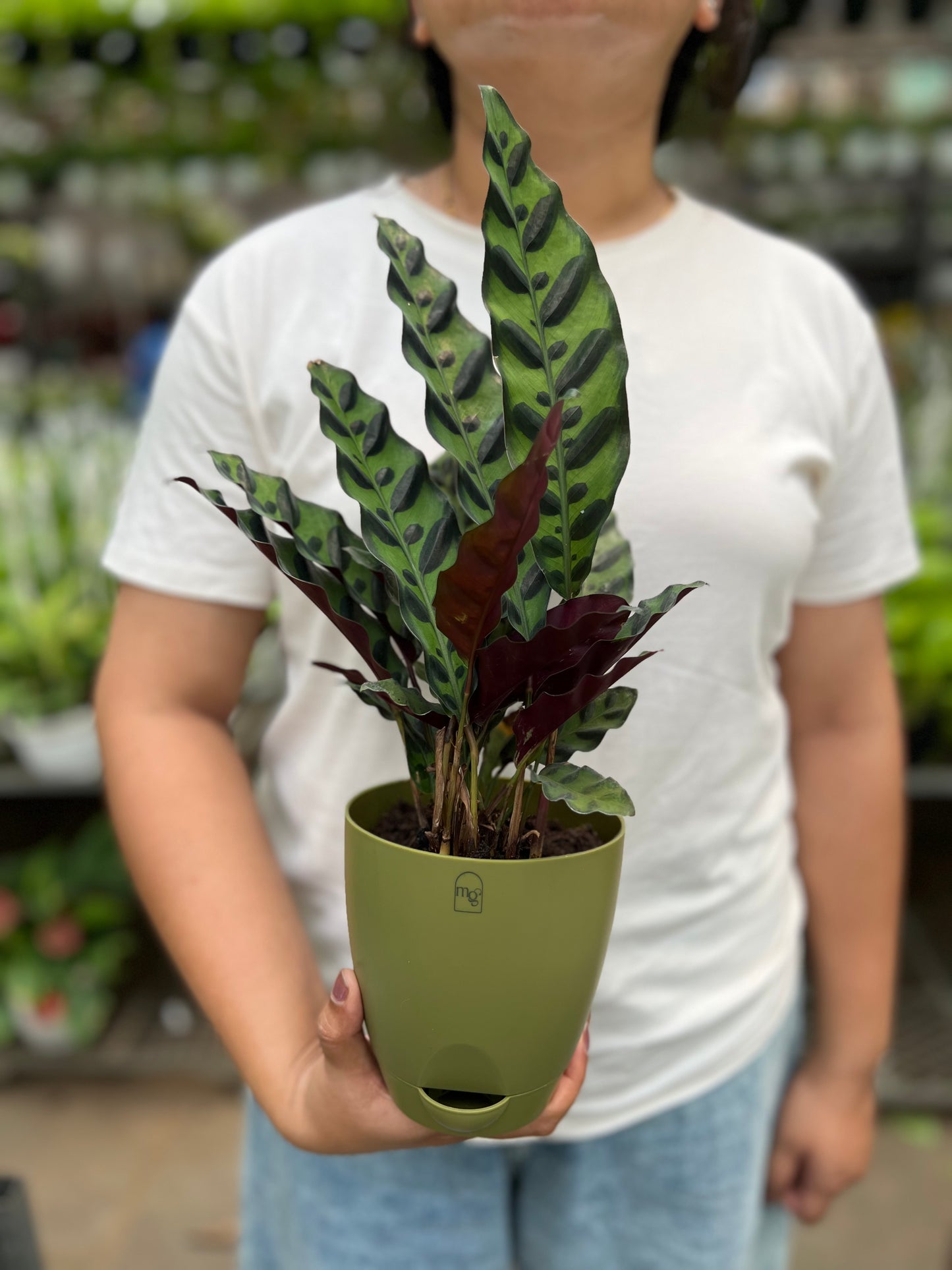 Calathea Furry Feather