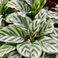 Calathea Freddie