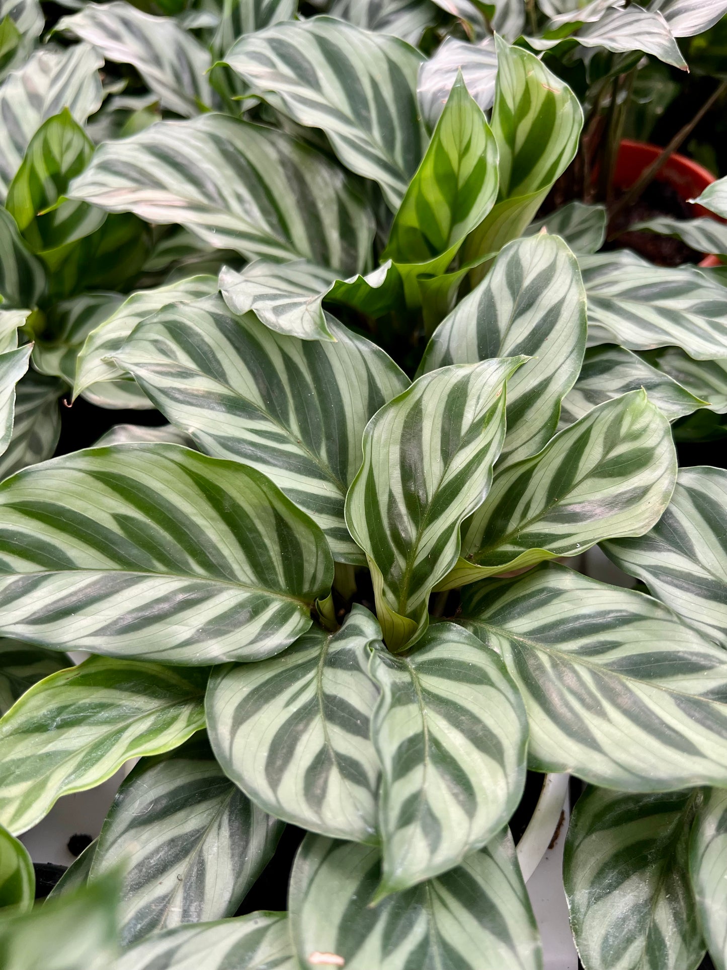 Calathea Freddie