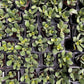 Crassula Ovata