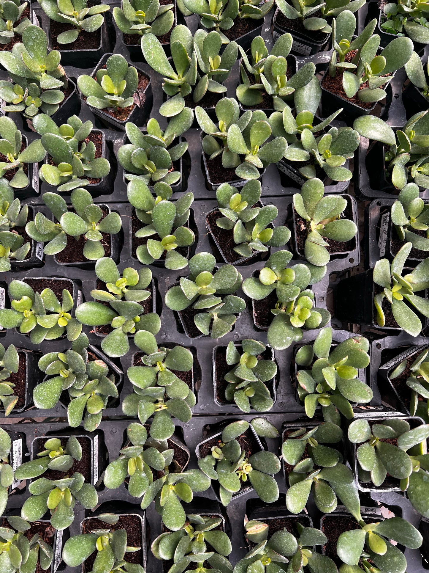 Crassula Ovata