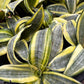 Snake Dwarf Plant / Hahnii
