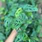 Swiss Cheese Plant