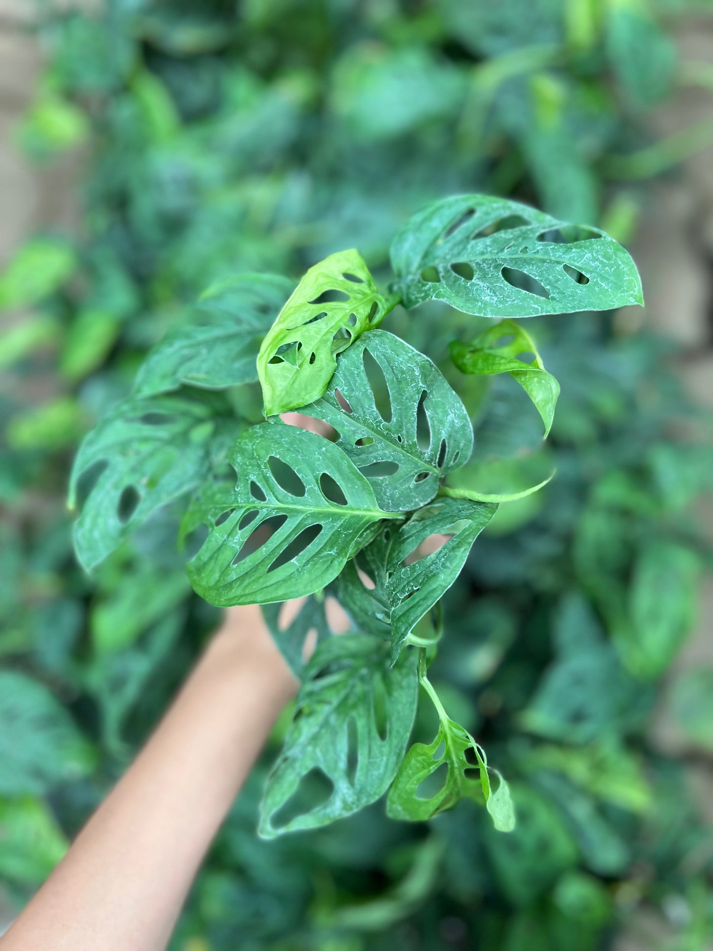 Swiss Cheese Plant