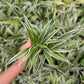 Spider Plant