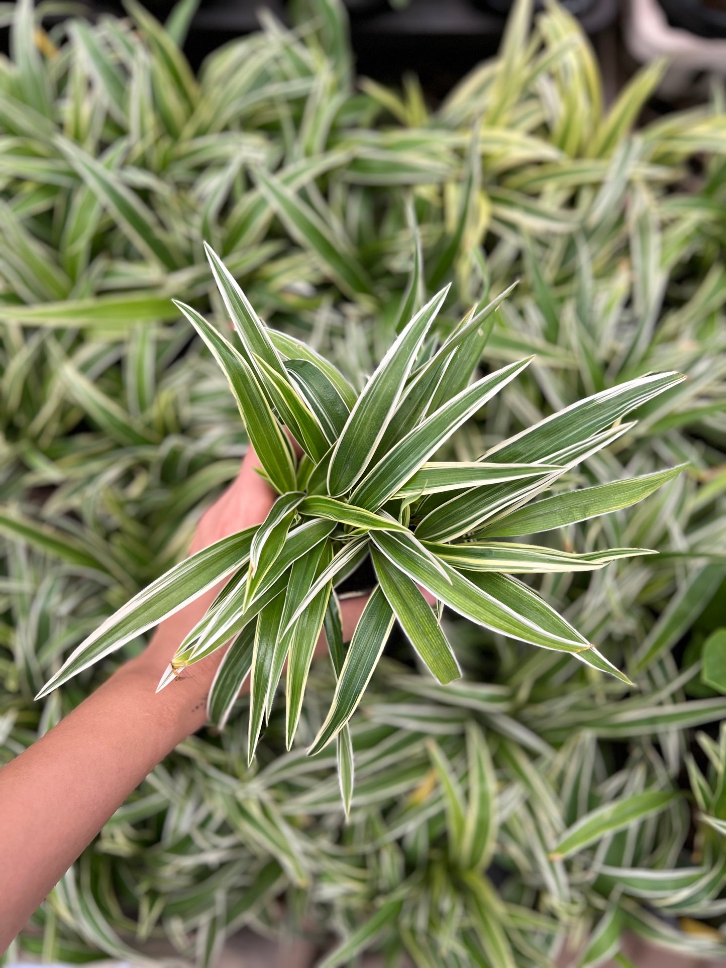 Spider Plant