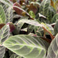 Calathea velvet jungle
