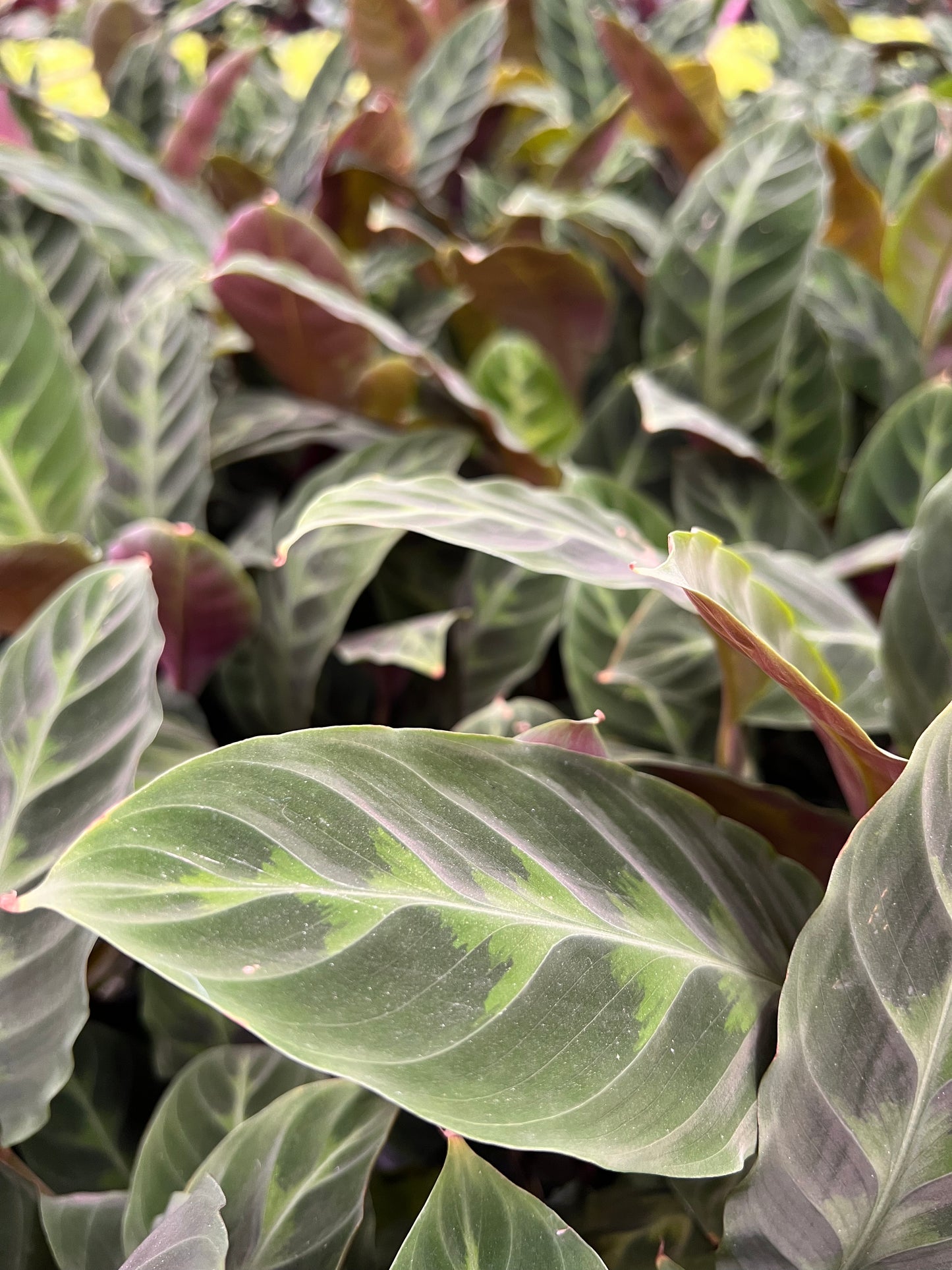 Calathea velvet jungle
