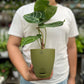 Anthurium Crystallinum
