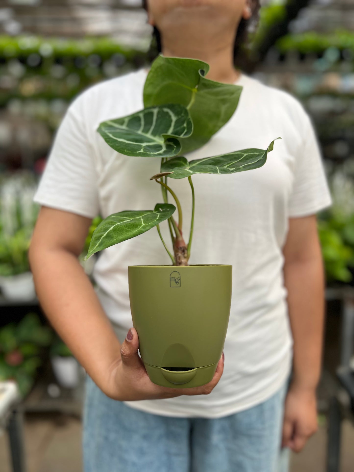 Anthurium Crystallinum