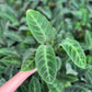 Calathea velvet jungle