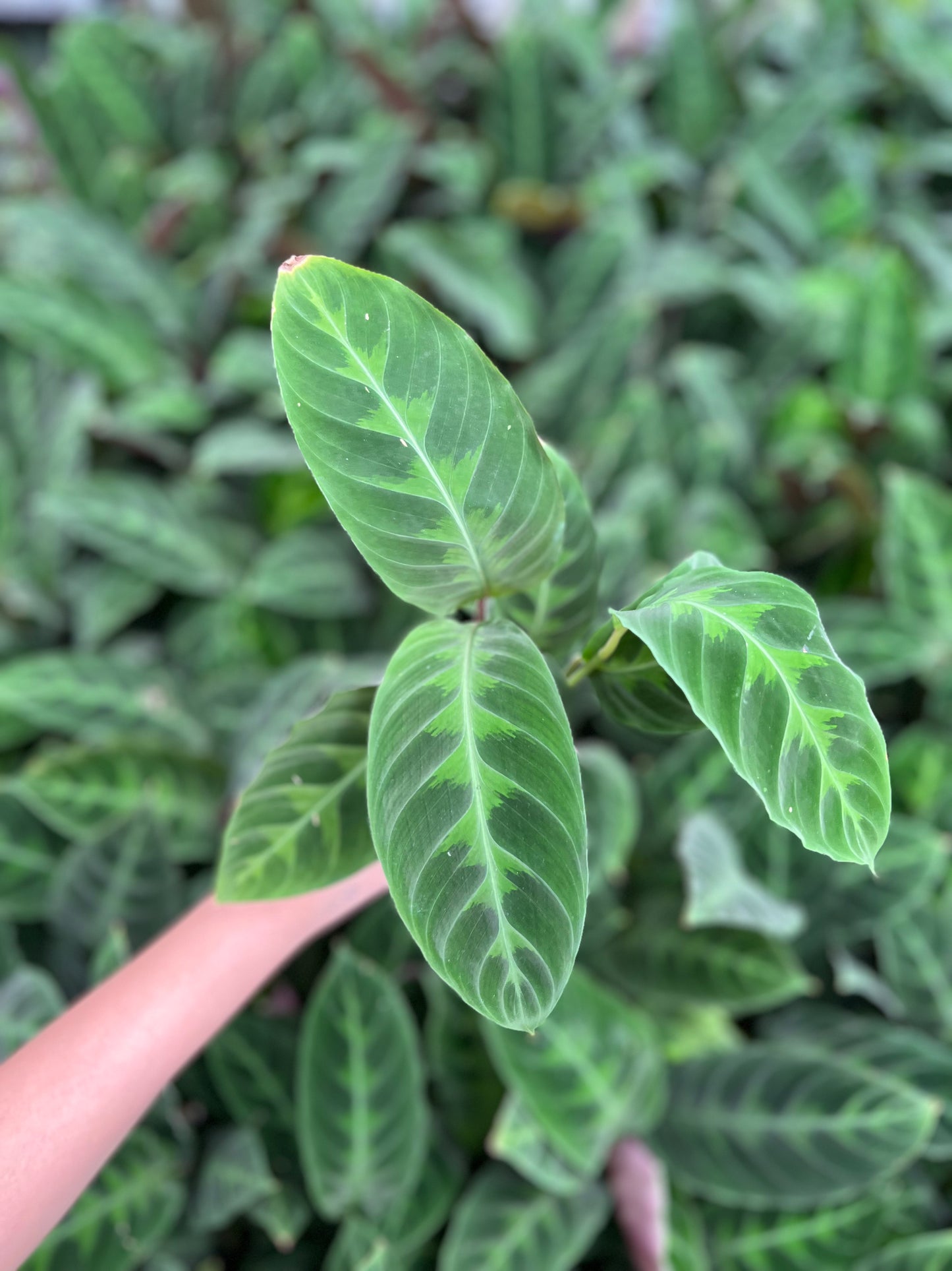 Calathea velvet jungle