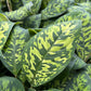 Dieffenbachia Cheetah