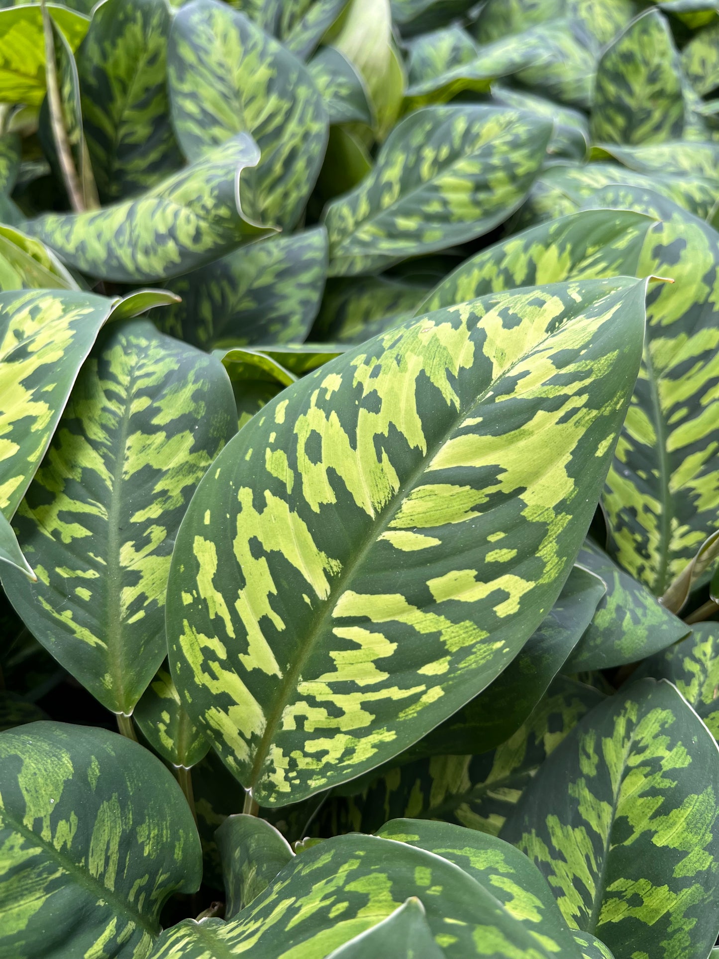 Dieffenbachia Cheetah